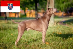 Lees meer over het artikel Thai Ridgeback fokkers en pups in Hessen