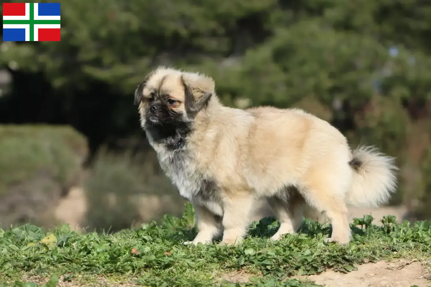 Lees meer over het artikel Tibetaanse Spaniël fokker en pups in Groningen