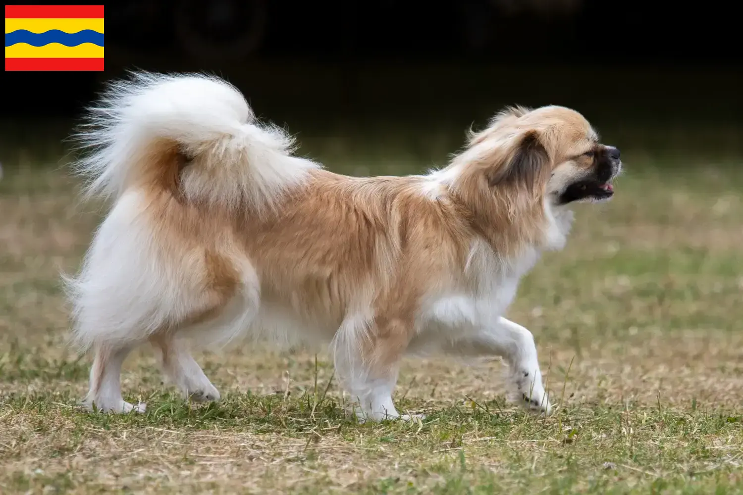 Lees meer over het artikel Tibetaanse Spaniël fokkers en pups in Overijssel