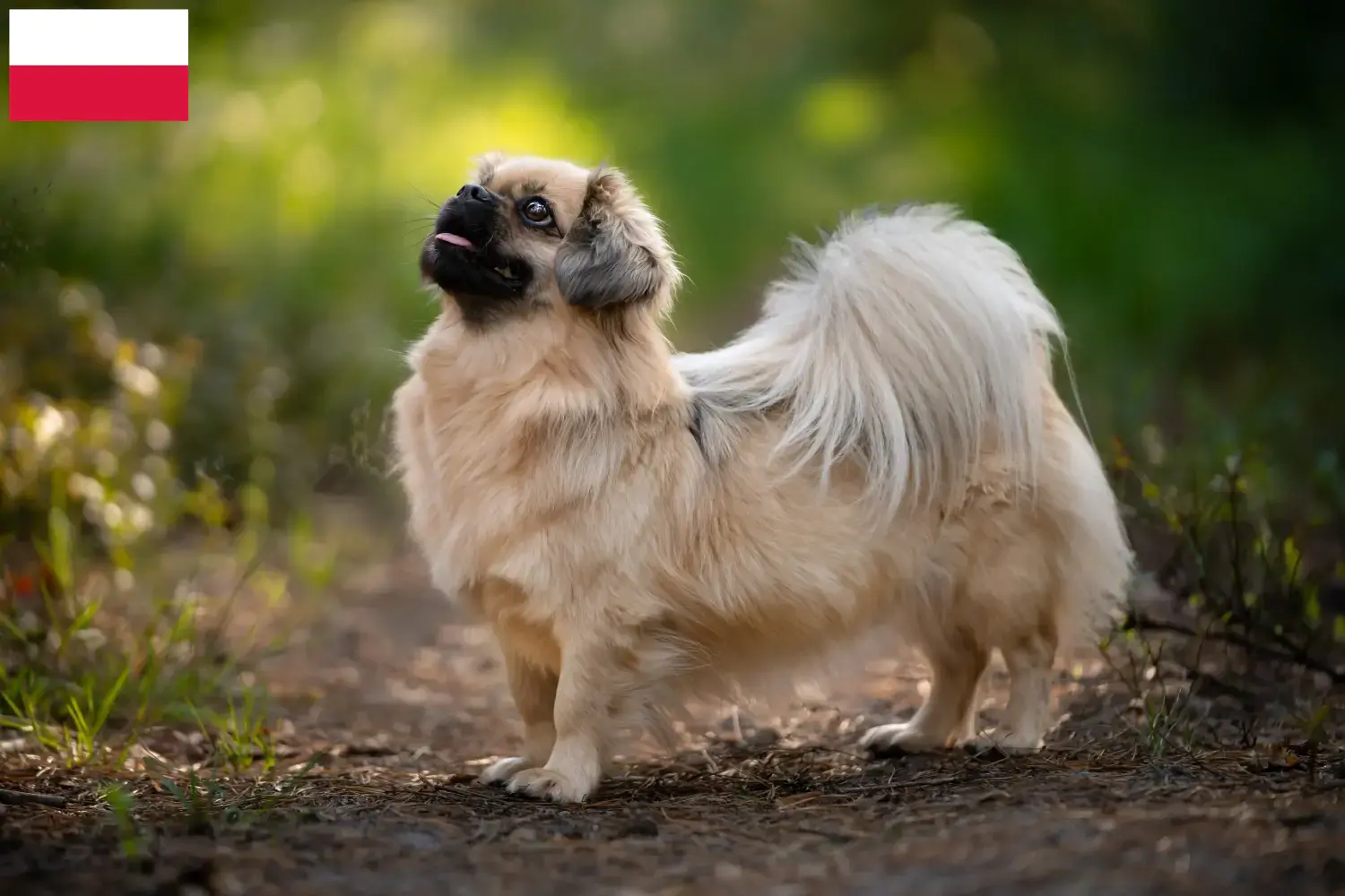 Lees meer over het artikel Tibetaanse Spaniël fokkers en pups in Polen