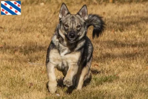 Lees meer over het artikel Västgötaspets fokkers en pups in Friesland