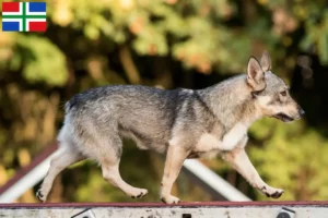 Lees meer over het artikel Västgötaspets fokkers en pups in Groningen