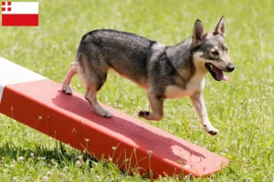 Lees meer over het artikel Västgötaspets fokkers en pups in Utrecht