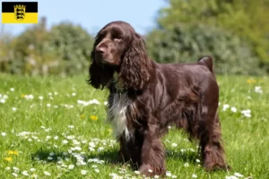 Lees meer over het artikel Field Spaniel fokkers en pups in Baden-Württemberg