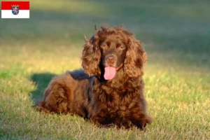 Lees meer over het artikel Field Spaniel fokkers en pups in Hessen