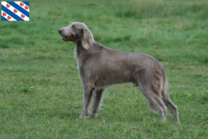 Lees meer over het artikel Weimaraner fokkers en pups in Friesland