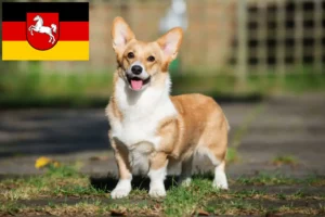 Lees meer over het artikel Welsh Corgi fokkers en pups in Nedersaksen