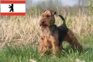 Lees meer over het artikel Welsh Terrier fokkers en puppies in Berlijn