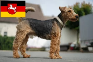 Lees meer over het artikel Welsh Terrier fokkers en puppies in Nedersaksen