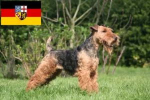 Lees meer over het artikel Welsh Terrier fokkers en pups in Saarland