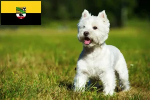 Lees meer over het artikel Westie fokkers en pups in Saksen-Anhalt