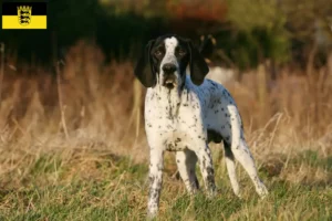 Lees meer over het artikel Braque d’Auvergne fokkers en pups in Baden-Württemberg