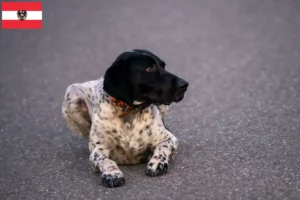 Lees meer over het artikel Braque d’Auvergne fokkers en pups in Oostenrijk