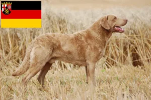 Lees meer over het artikel Chesapeake Bay Retriever fokkers en puppies in Rijnland-Palts