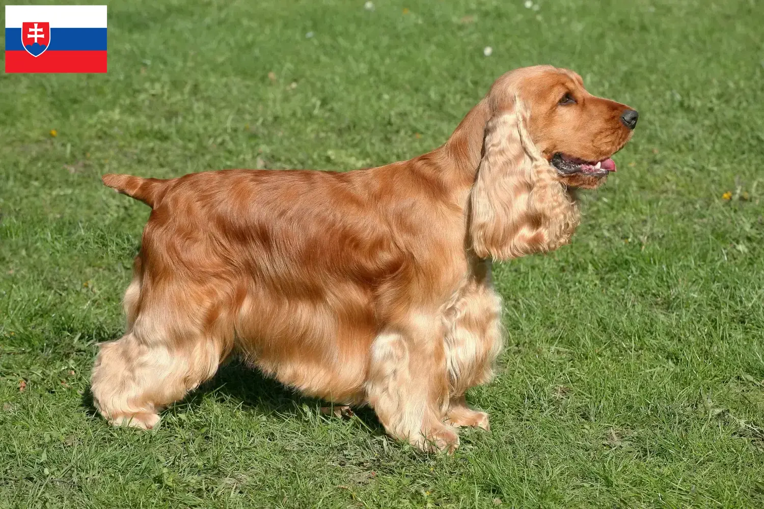 Lees meer over het artikel Engelse Cocker Spaniel fokkers en pups in Slowakije