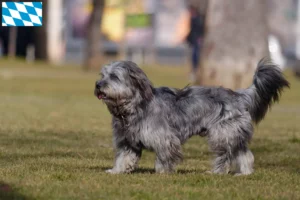 Lees meer over het artikel Gos d’Atura Catalá fokkers en puppies in Beieren