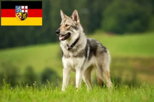 Lees meer over het artikel Saarloos Wolfshond fokkers en pups in Saarland