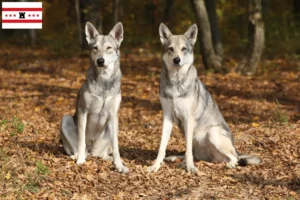 Lees meer over het artikel Saarloos wolfshonden fokkers en pups in Drenthe