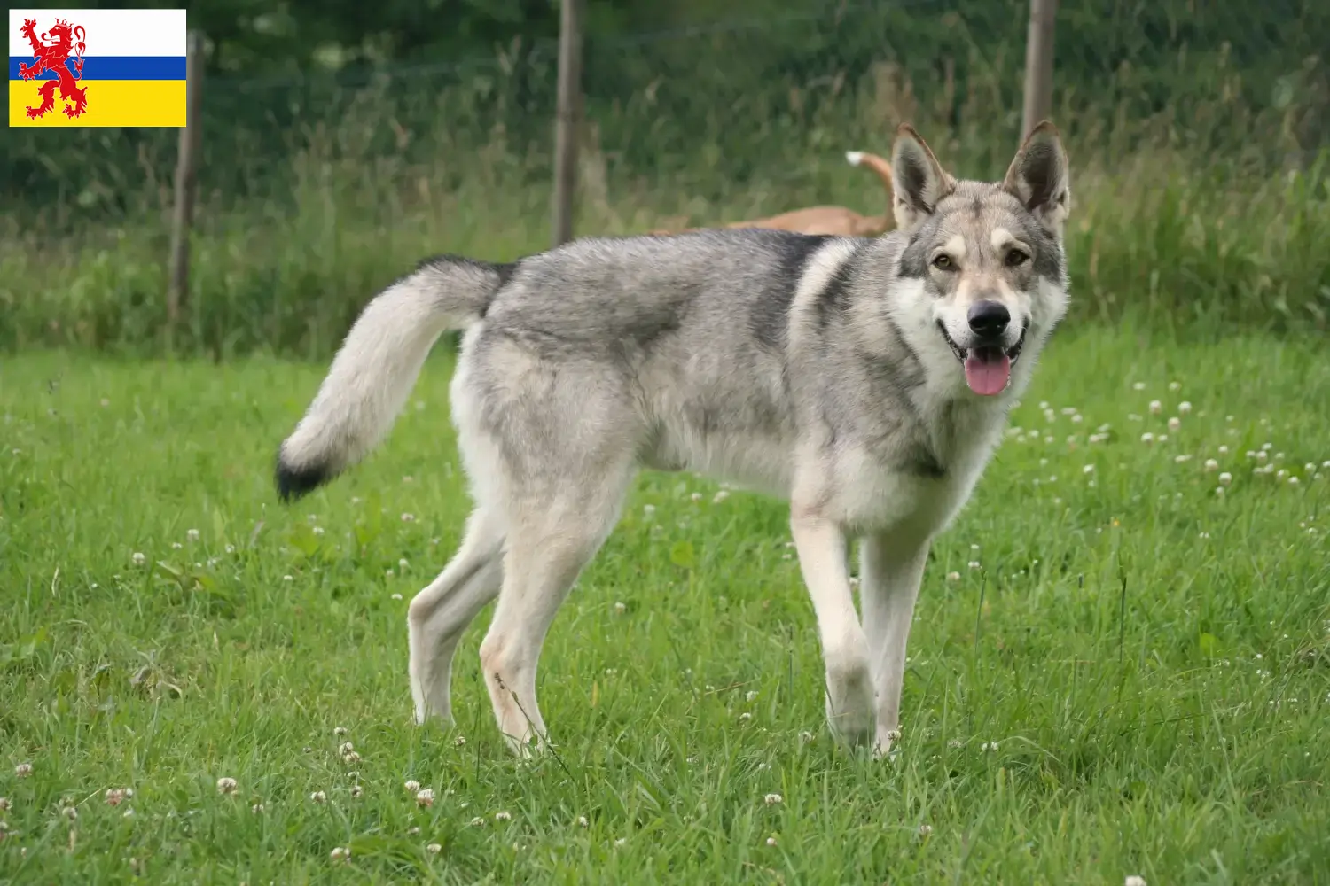 Lees meer over het artikel Saarloos wolfhonden fokkers en pups in Limburg