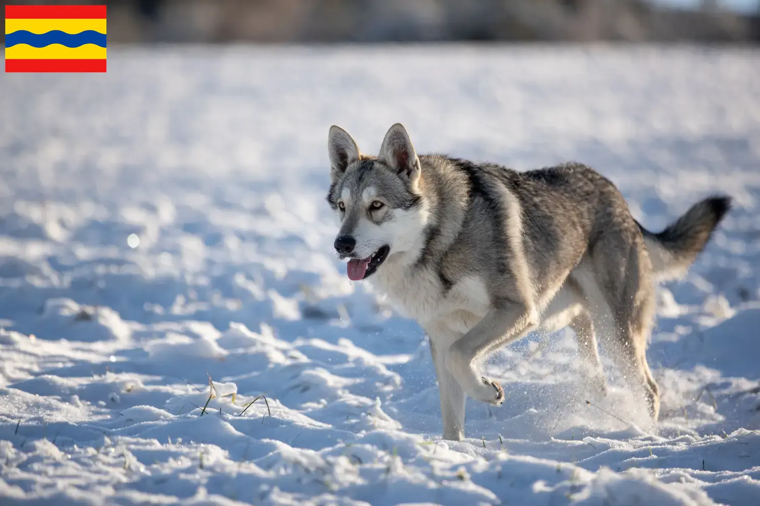 Lees meer over het artikel Saarloos wolfshonden fokkers en pups in Overijssel