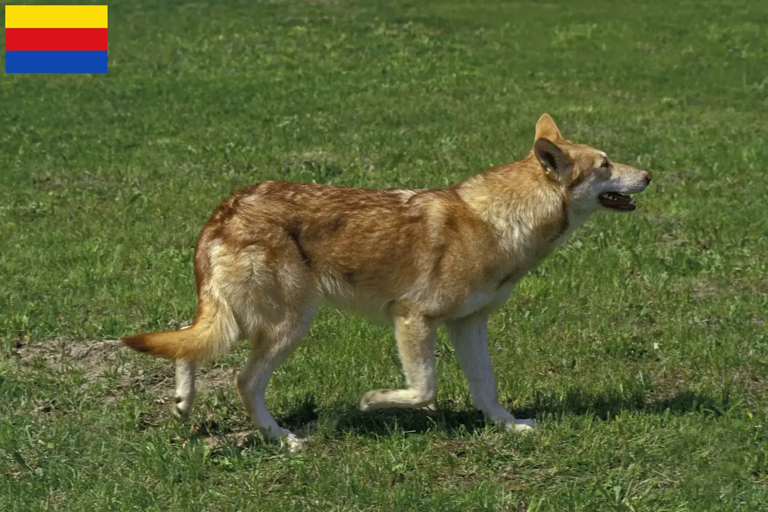 Lees meer over het artikel Saarloos wolfshonden fokkers en pups in Noord-Holland