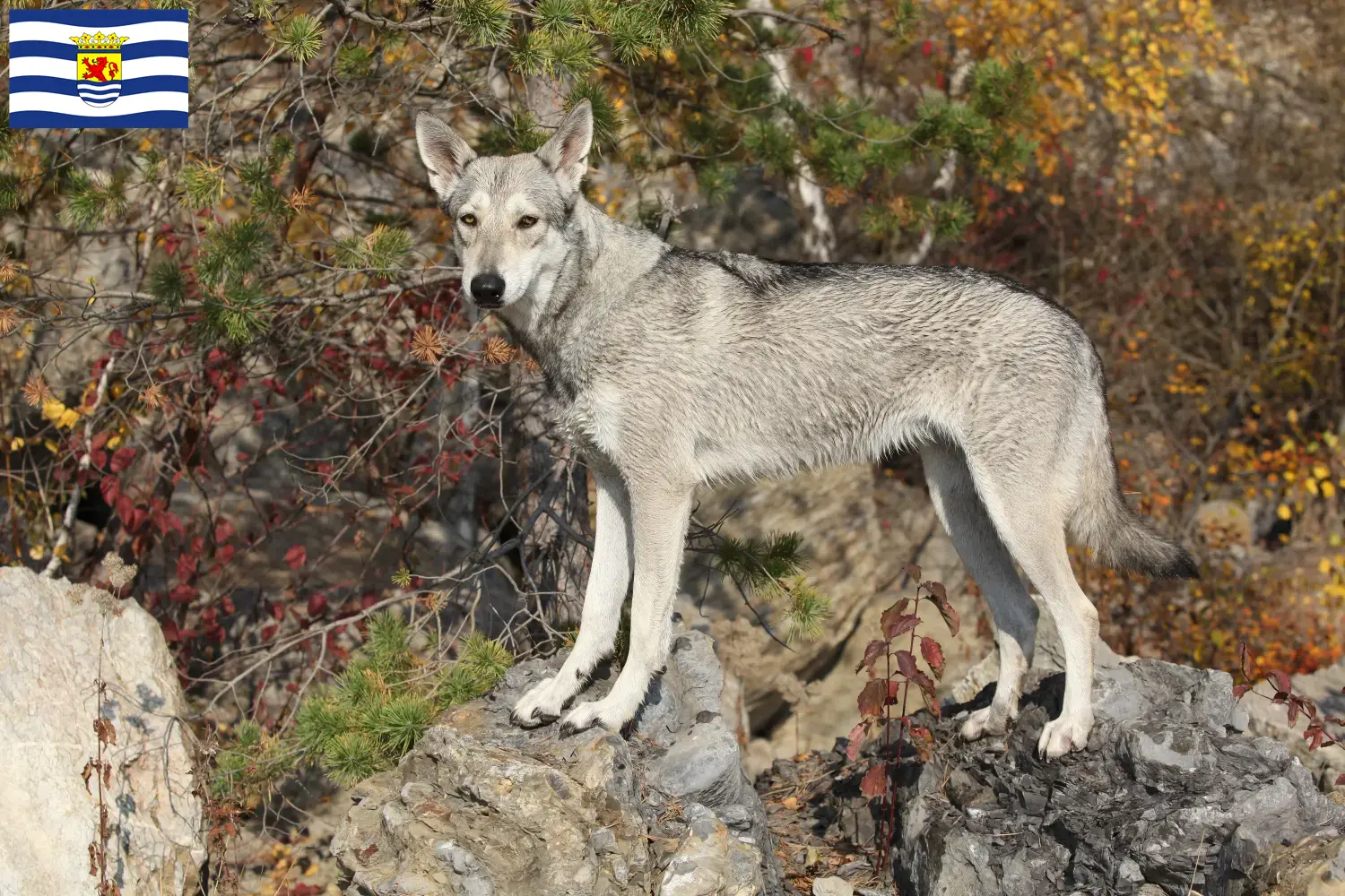 Lees meer over het artikel Saarloos wolfshonden fokkers en pups in Zeeland