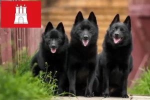 Lees meer over het artikel Schipperke fokkers en pups in Hamburg