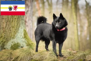 Lees meer over het artikel Schipperke fokkers en pups in Mecklenburg-Vorpommern