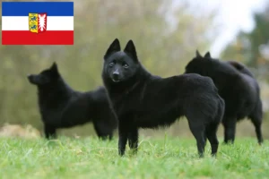 Lees meer over het artikel Schipperke fokkers en pups in Sleeswijk-Holstein