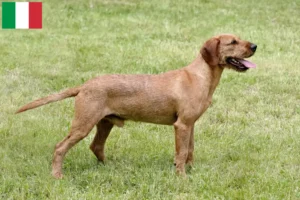 Lees meer over het artikel Styrian Wirehaired Teckelfokkers en puppies in Italië