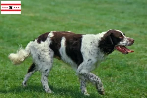 Lees meer over het artikel Épagneul français fokkers en pups in Drenthe