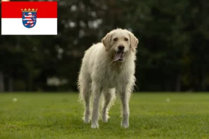 Lees meer over het artikel Labradoodle fokkers en puppy’s in Hessen